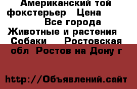 Американский той фокстерьер › Цена ­ 25 000 - Все города Животные и растения » Собаки   . Ростовская обл.,Ростов-на-Дону г.